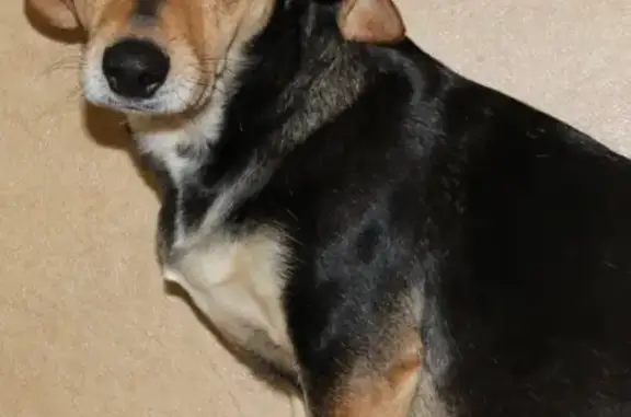 Найдена домашняя беременная собака в Хабаровске