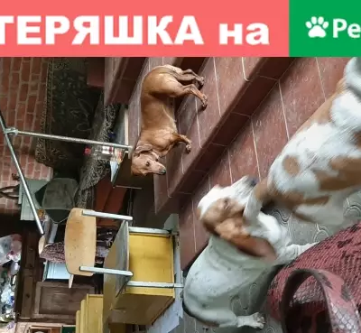 Найдена молодая собака в Краснодарском крае