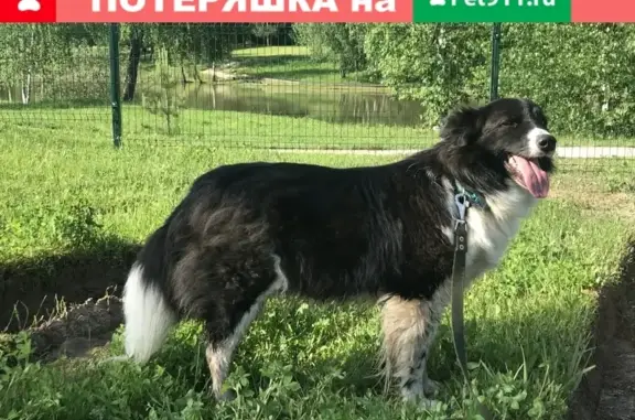 Пропала собака в Путилково, нужна помощь!