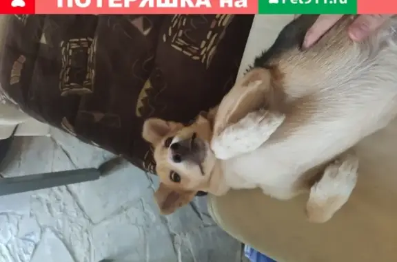 Собака найдена около отеля Marton в Волгограде