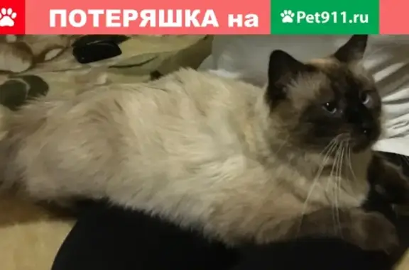 Пропал котик в Сердобске, ул. Максима Горького 259А