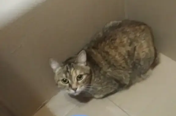 Найдена кошка в Подольске с розовым ошейником