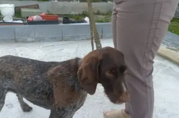 Найдена охотничья собака в Новолуговом