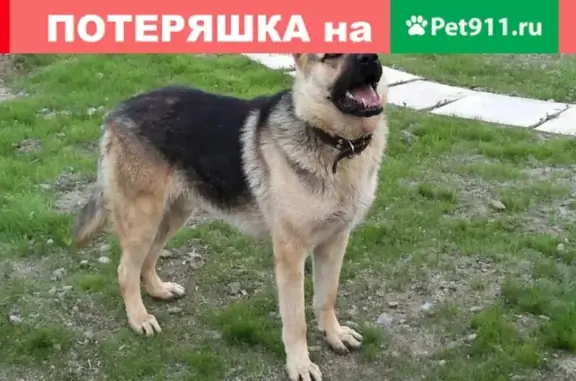 Найдена собака в Синигейке, Ломоносовский район, СПб