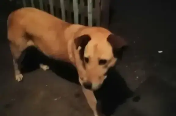 Найдена домашняя собака на ул. 2-я Кировская, 123А