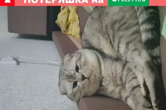 Пропал кот в Солнечногорске, подозревают украли
