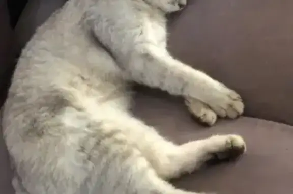 Пропала кошка Барс в посёлке Духанино Парк, вознаграждение гарантировано