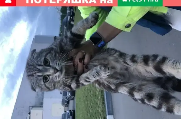 Найдена породистая кошка около ледового дворца в Северном Донеце
