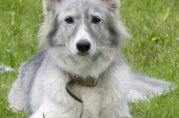 Пропала собака в Киришском р-не, садоводство Кристалл