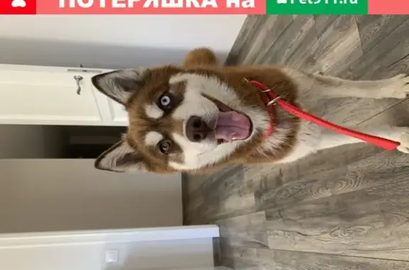 Найдена собака на Чуйкова 33 в Казани
