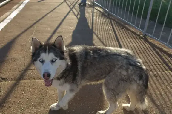 Найдена собака в Шевлягино, Московская область