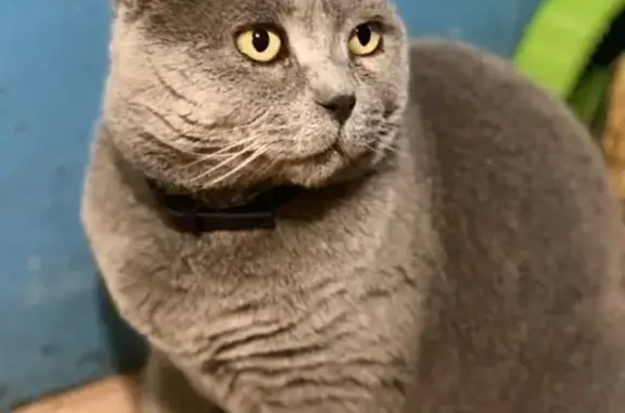 Пропала кошка Серый Британский в Карачеве