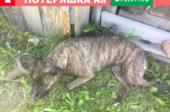 Собака девочка найдена в Барнауле