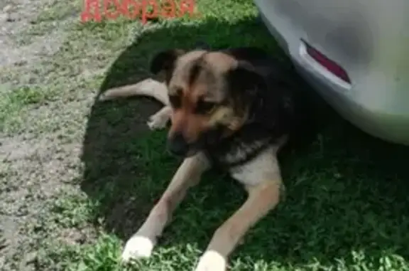 Найдена собака в Ордынском районе, НСО
