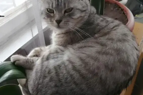Пропала кошка Маша в Пристанцонном, Оренбург