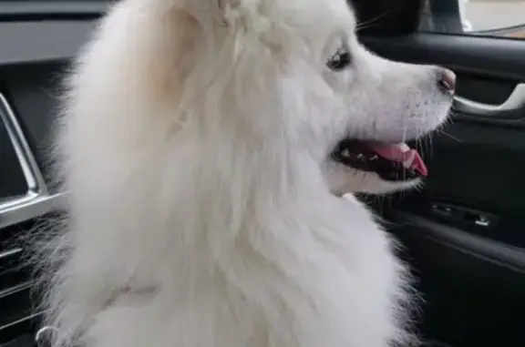 Пропала собака Черчиль в Оренбурге на Чернореченской