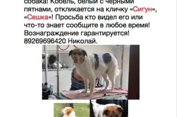 Пропала собака в Красногорске: 89175789798