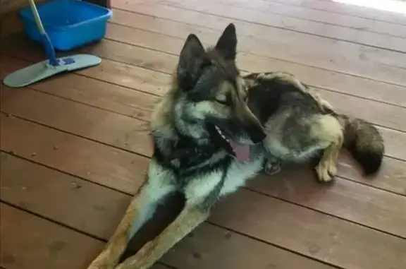 Собака с ошейником найдена в СНТ Венки