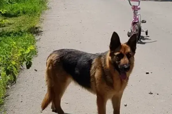 Собака без ошейника найдена в Ленинском районе, проезд Тюленина.