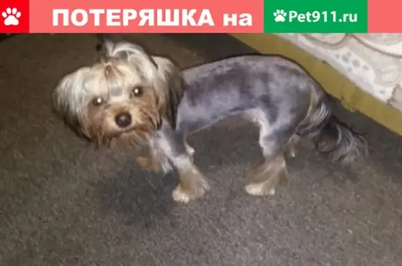 Пропала собака в Королеве, Московская область - помогите найти!