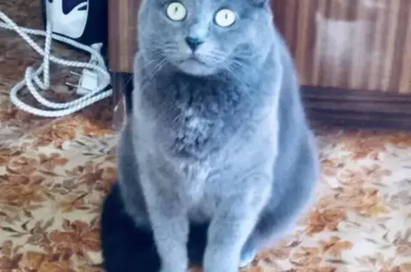 Срочно ищем дом для голубой русской кошки Нюры, Москва