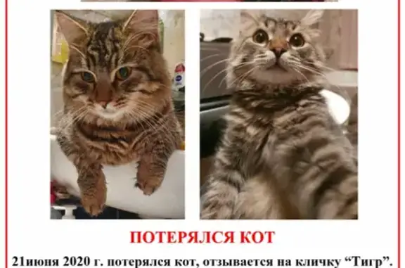 Пропал кот Тигр, ул. Коштоянца 33, Москва