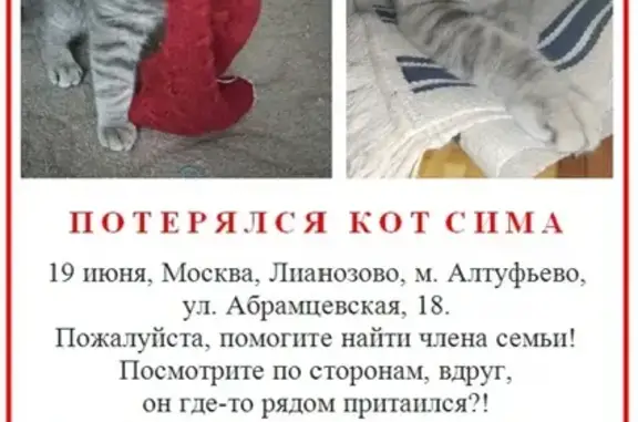 Пропал кот в Лианозово, Москва. Инфо на фото.