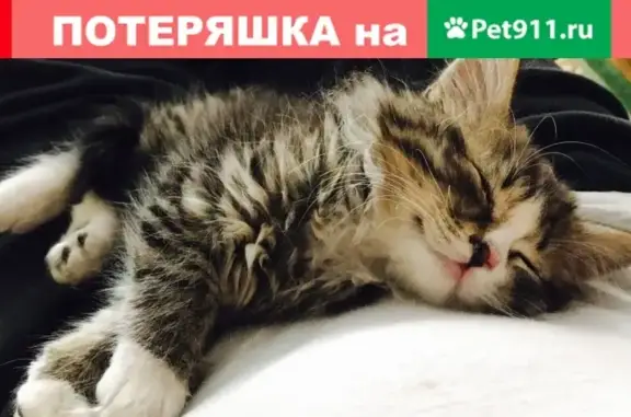 Пропал котенок на ул. Задонского 10, г. Калининград