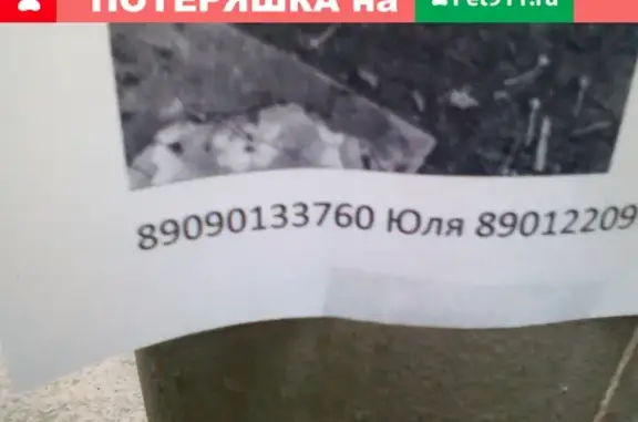 Найдена собака в районе Аллей, Екатеринбург