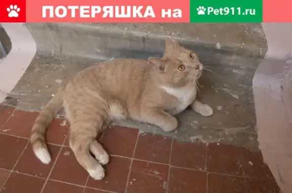 Найден рыжий кот с белым брюхом на ул. Некрасова, 15.