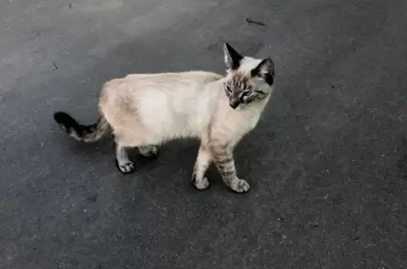 Найдена кошка в Мытищах