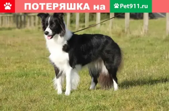 Потерянные животные Липецк, фото: Пропала собака Бони на Богатырской улице, Липецк