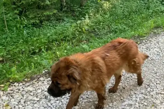 Собака найдена в Чеховском районе.