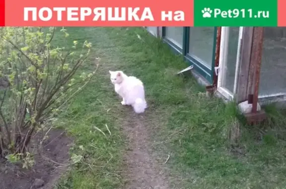 Пропал кот в Беляниново, Мытищинский район.