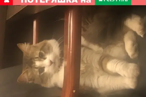 Найден кот на Привольной, д2