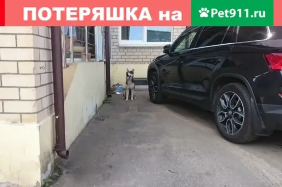 Найдена собака возле офиса по Мышкинскому пр-д 15б