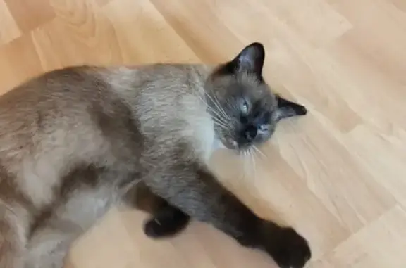 Найдена симпатичная сиамская кошка в Хабаровске