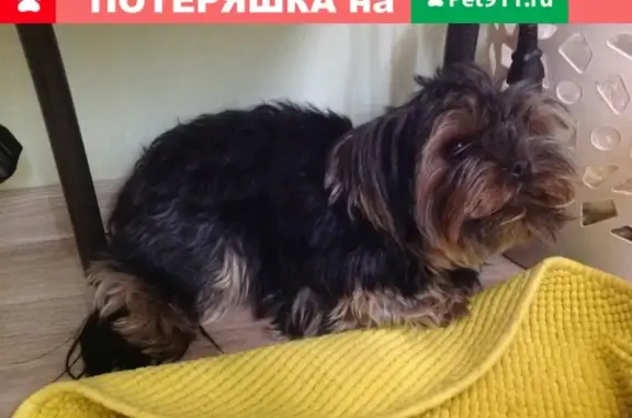 Найдена собака в Пионерском переулке, Екатеринбург
