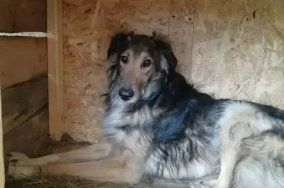 Пропала собака в г. Долгопрудный, Московская область