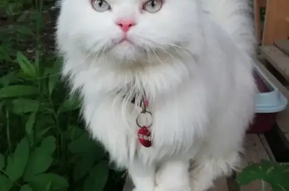 Пропал белый кот, нуждается в лечении - Колюбакино, Московская область