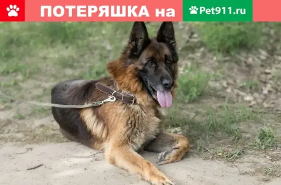 Собака Немец в Балахне, 5 лет, воспитан.
