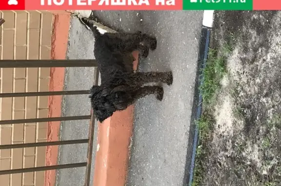 Собака найдена в Супонево, Звенигород.