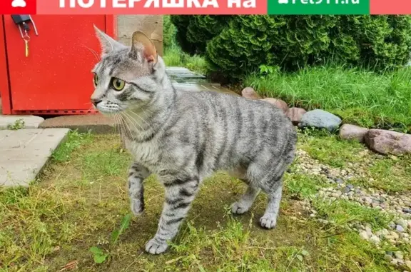 Пропала кошка Лея в деревне Сорокино, Талдомский район, МО, СНТ Садко