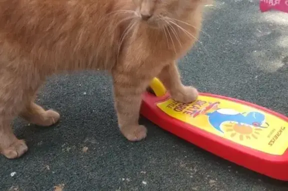 Найден рыжий кот/кошка во дворе Москва