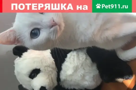 Пропала белая кошка в Коньково, Москва