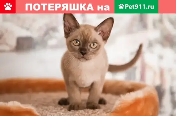 Пропала кошка на Керченской улице, Москва