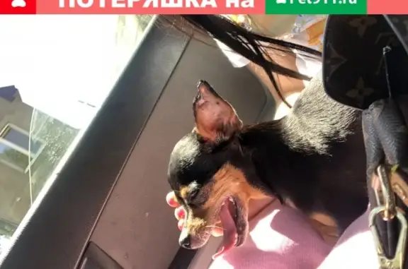 Пропала собака Той-Терьер на Чкалова 70 или Восточном рынке, Оренбург.
