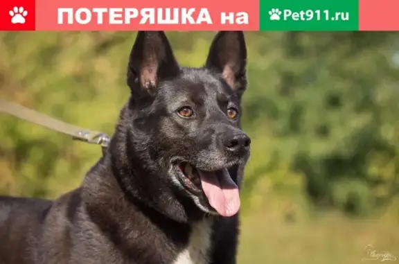 Пропала собака в Курьяново, Юго-Восточный АО Москвы