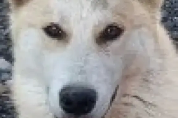 Пропала собака Лайка на Минской, 23 - вознаграждение!