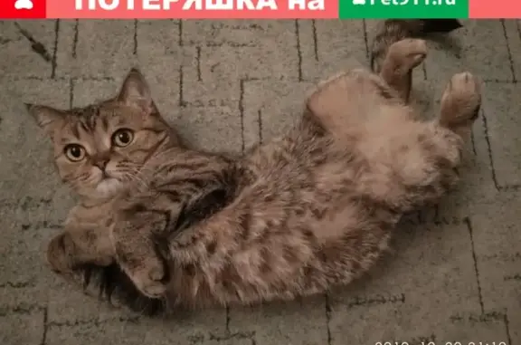 Пропала кошка Мося на улице Бобруйской 18к3